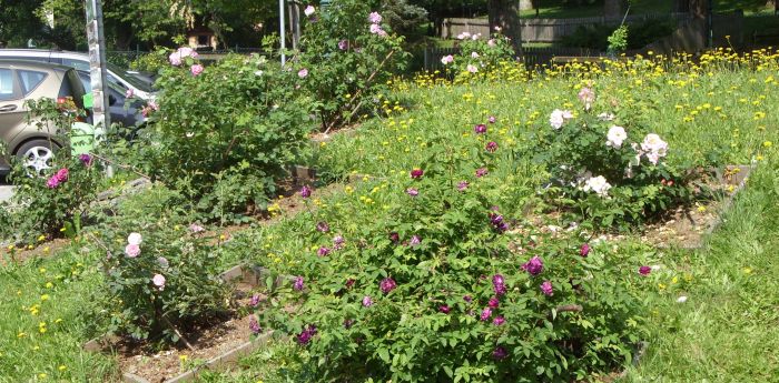 Sammlung alter Rosen im Kurpark von Aflenz-Kurort