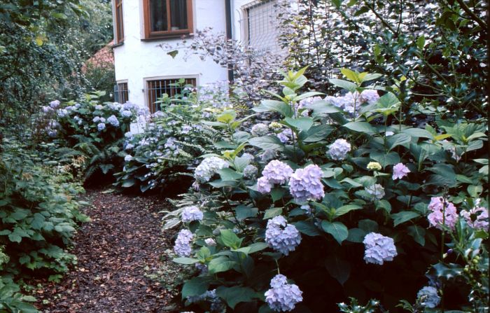 Waldgarten Juli 2000