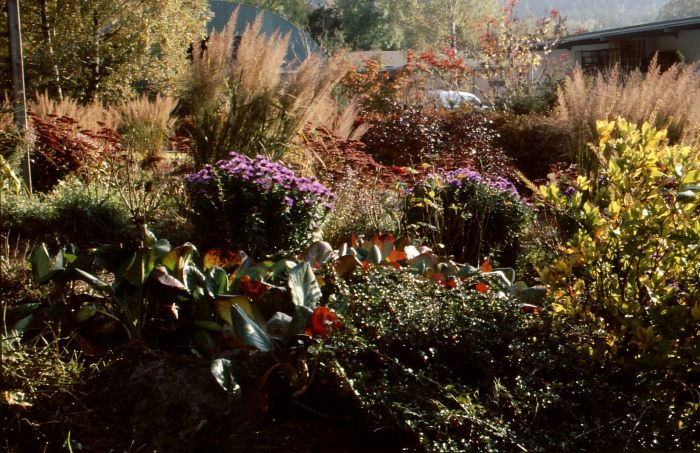 Bergenien, Gräser und andere Stauden im Herbst.jpg