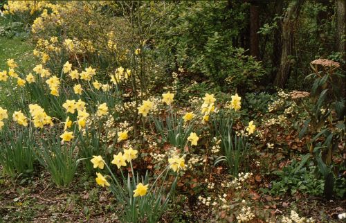 Narzissen in der Hecke