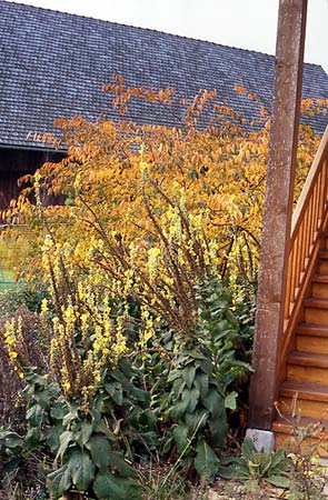 Staudenrabatte an der Südseite im Herbst mit Blick zur Scheune