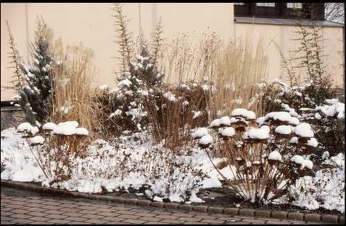 Pflanzung im Schnee