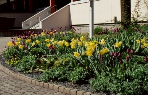 Narzissen und Tulpen.jpg