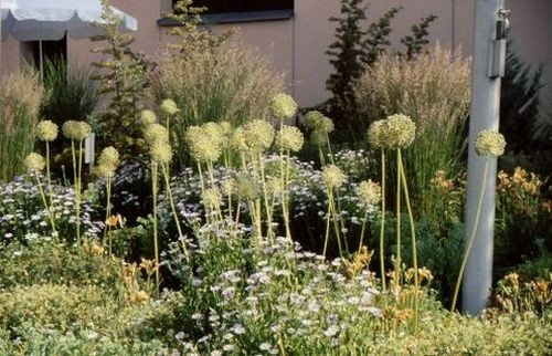 Abgeblühter Lauch, Storchschnabel und Gräser im Sommer