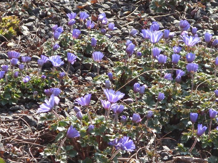 Anemone blanda