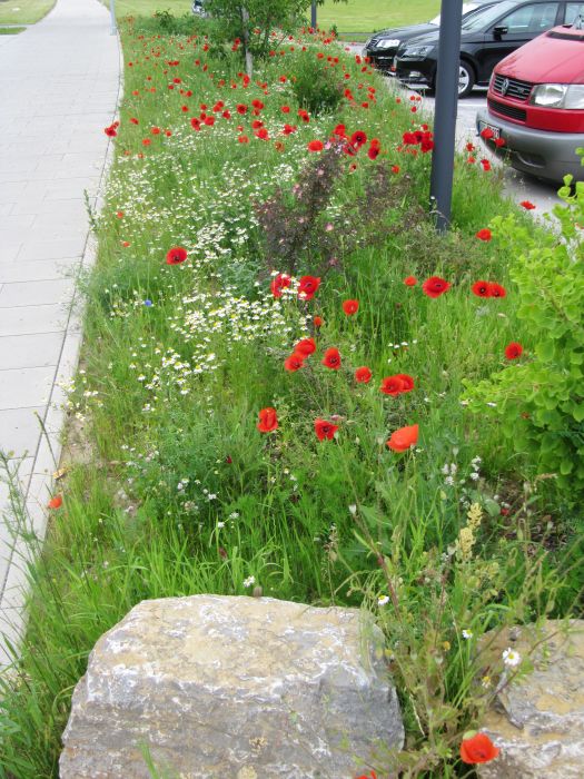 Wiese entlang Gehsteig