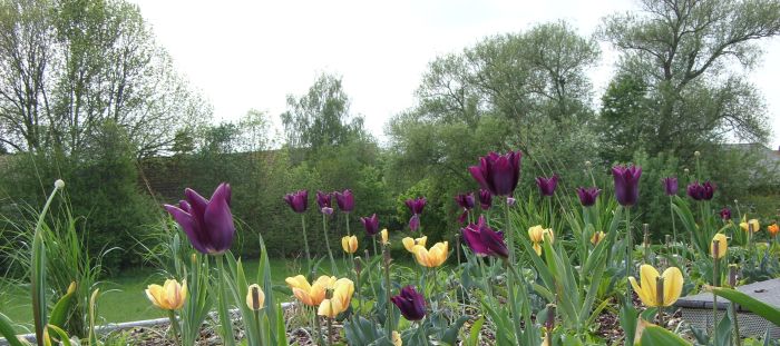 Hausgarten in Coburg-Scheuerfeld 1