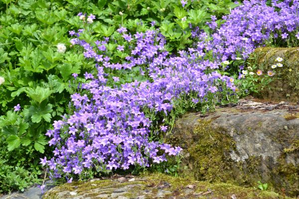 Glockenblumen an der Treppe