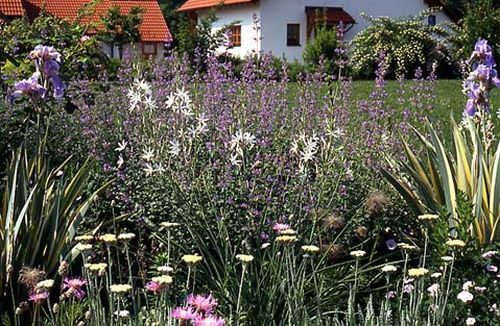 Stauden an der Terrasse