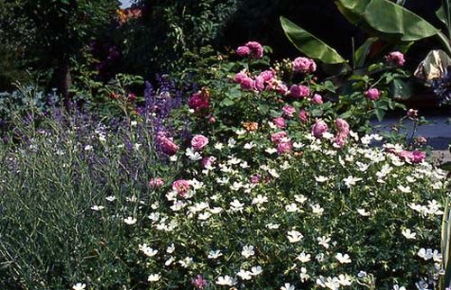 Rosen und Blut-Storchschnabel