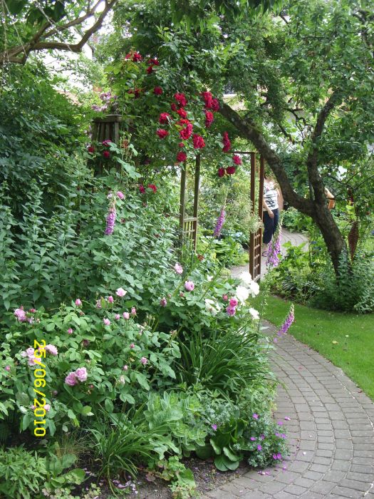 Rose im Apfelbaum