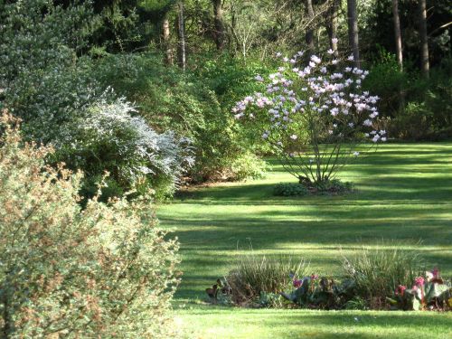 Waldgarten mit Magnolie