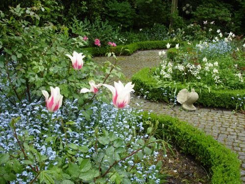 Tulpen im Rosengarten