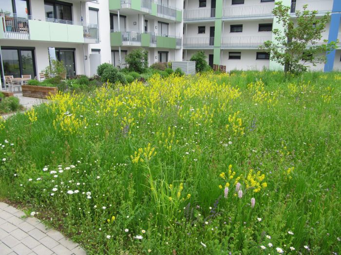 Blumenrasen im Innenhof