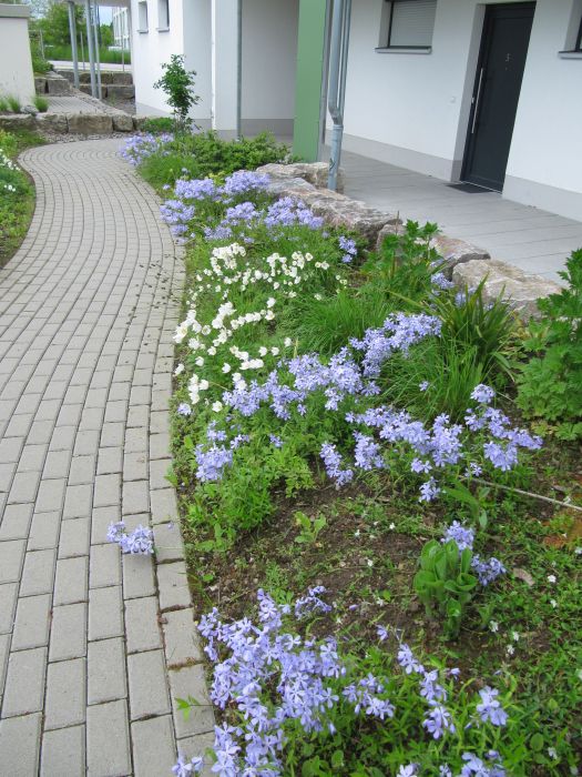 Wald-Phlox und Hain-Windröschen im Himalaja-Birken-Hain