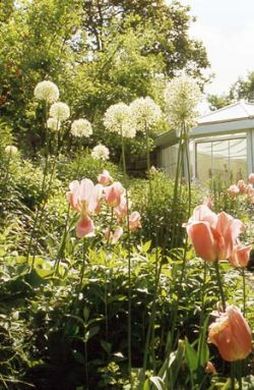 Tulpen und Zierlauch vor dem Wintergarten