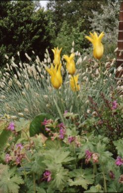 Lilienblütige Tulpe Westpoint und Kopfgras