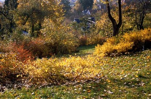 Herbst im oberen Garten