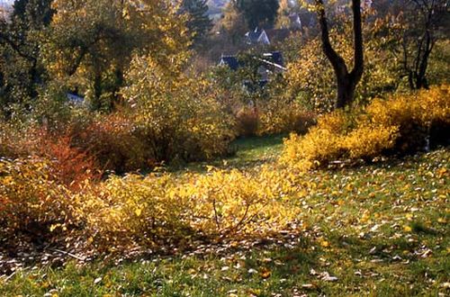 Herbst im oberen Garten