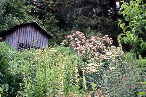 Blick auf das alte Bienenhaus