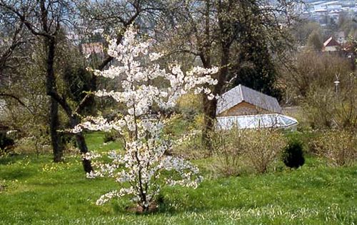 Zierkirsche oberhalb ds Gartenhauses