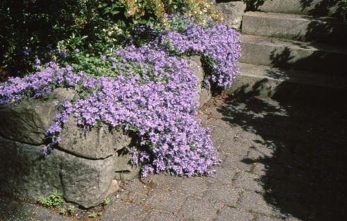 Glockenblumen über Mauer