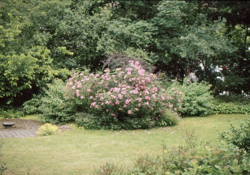 Strauchrose am Sitzplatz