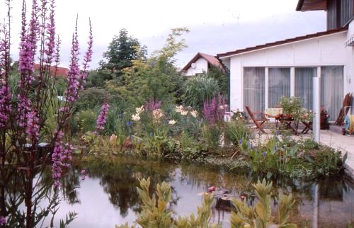 Blick ueber den Teich