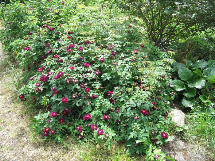 alte Rose am Haupttor