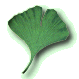 gingko_blatt_108dpi_spot_schein.gif